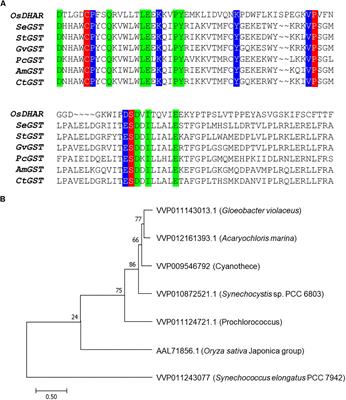 Expression of Heterologous OsDHAR Gene Improves Glutathione (GSH)-Dependent Antioxidant System and Maintenance of Cellular Redox Status in Synechococcus elongatus PCC 7942